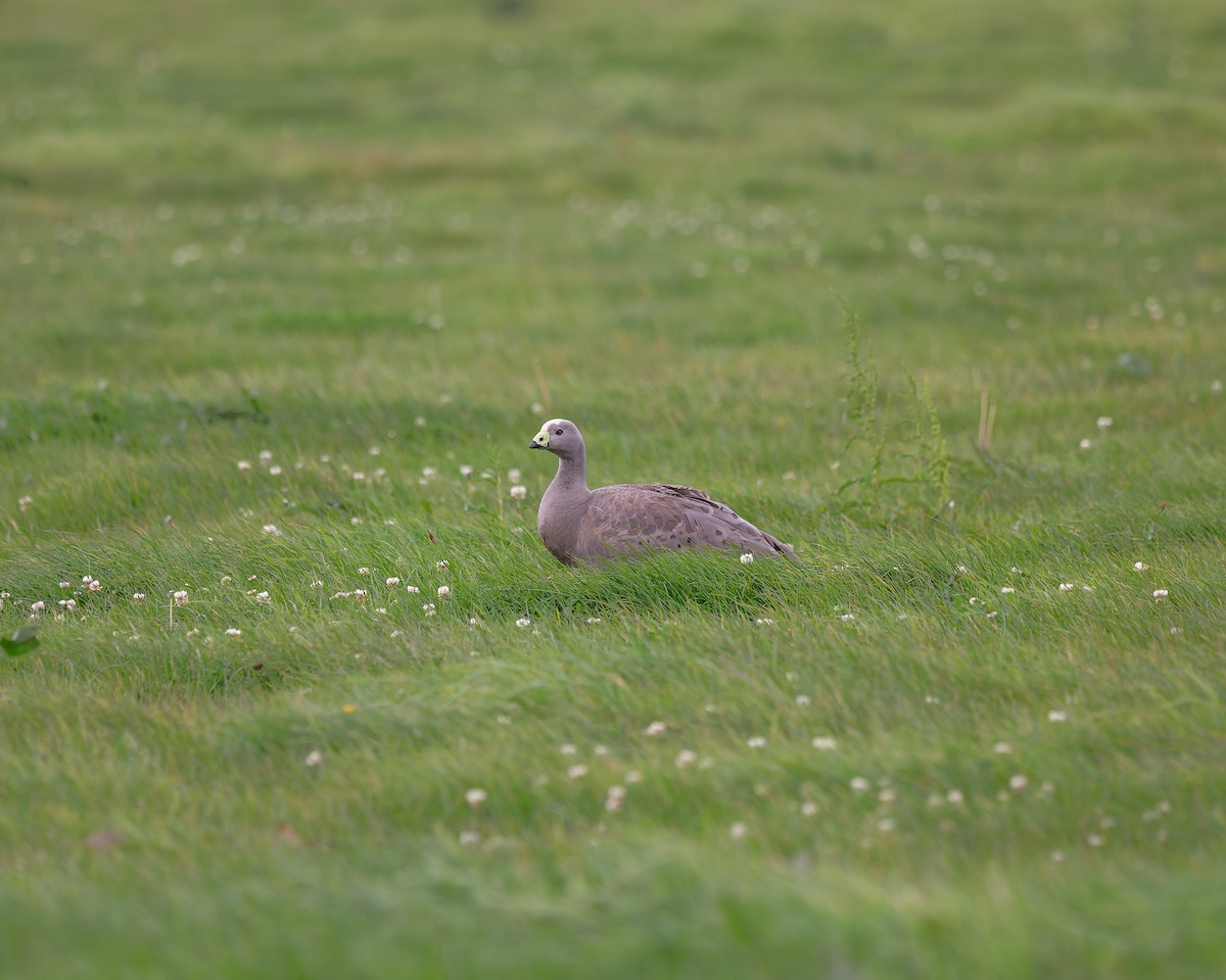 Cape Barren Goose - Ben Johns