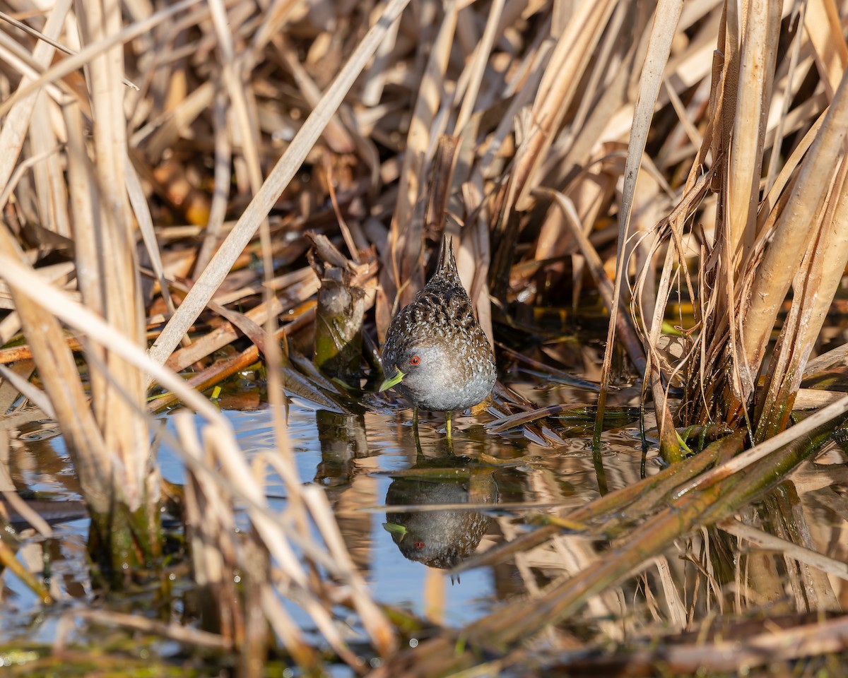 Australian Crake - ML624018261