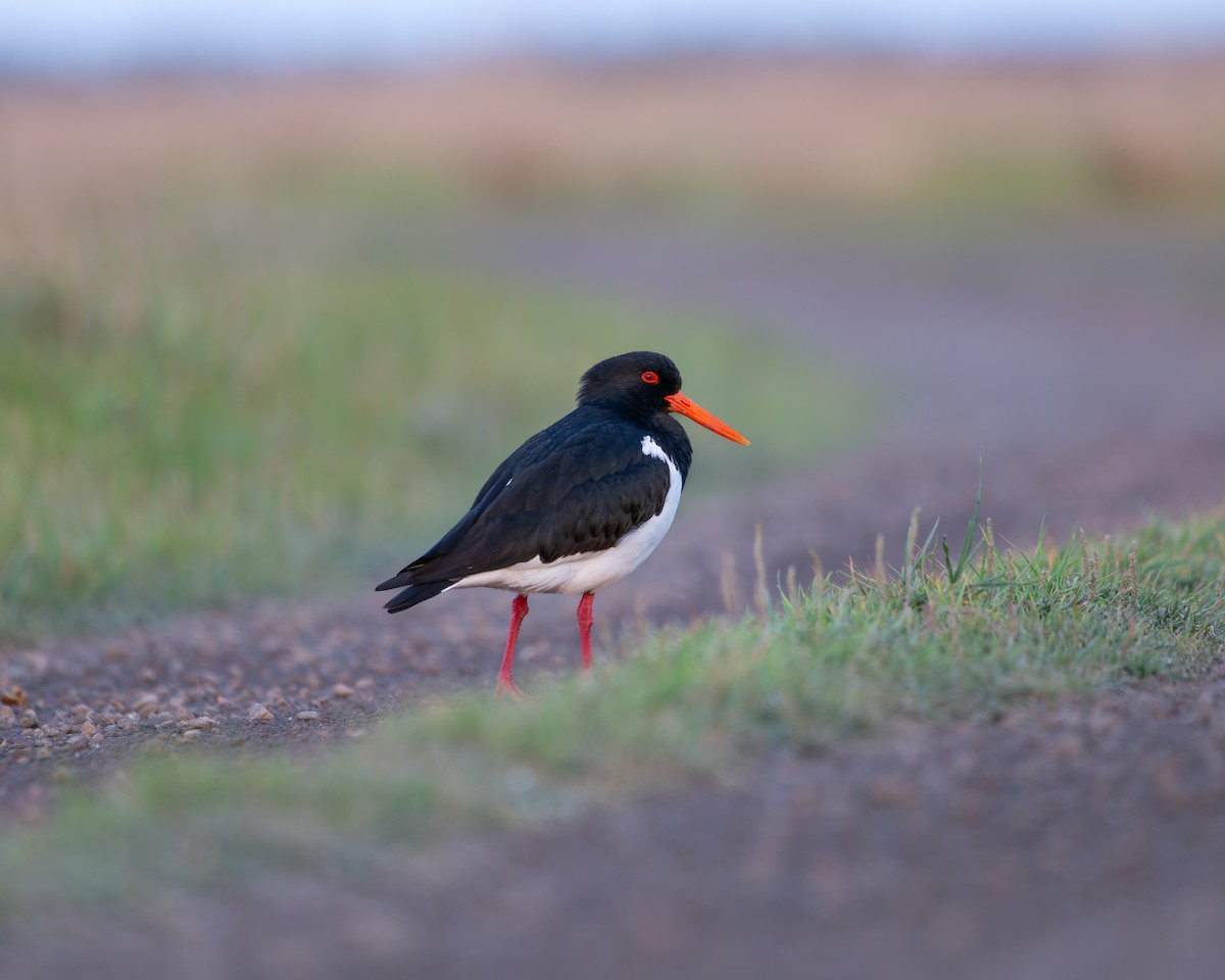 Pied Oystercatcher - ML624018266