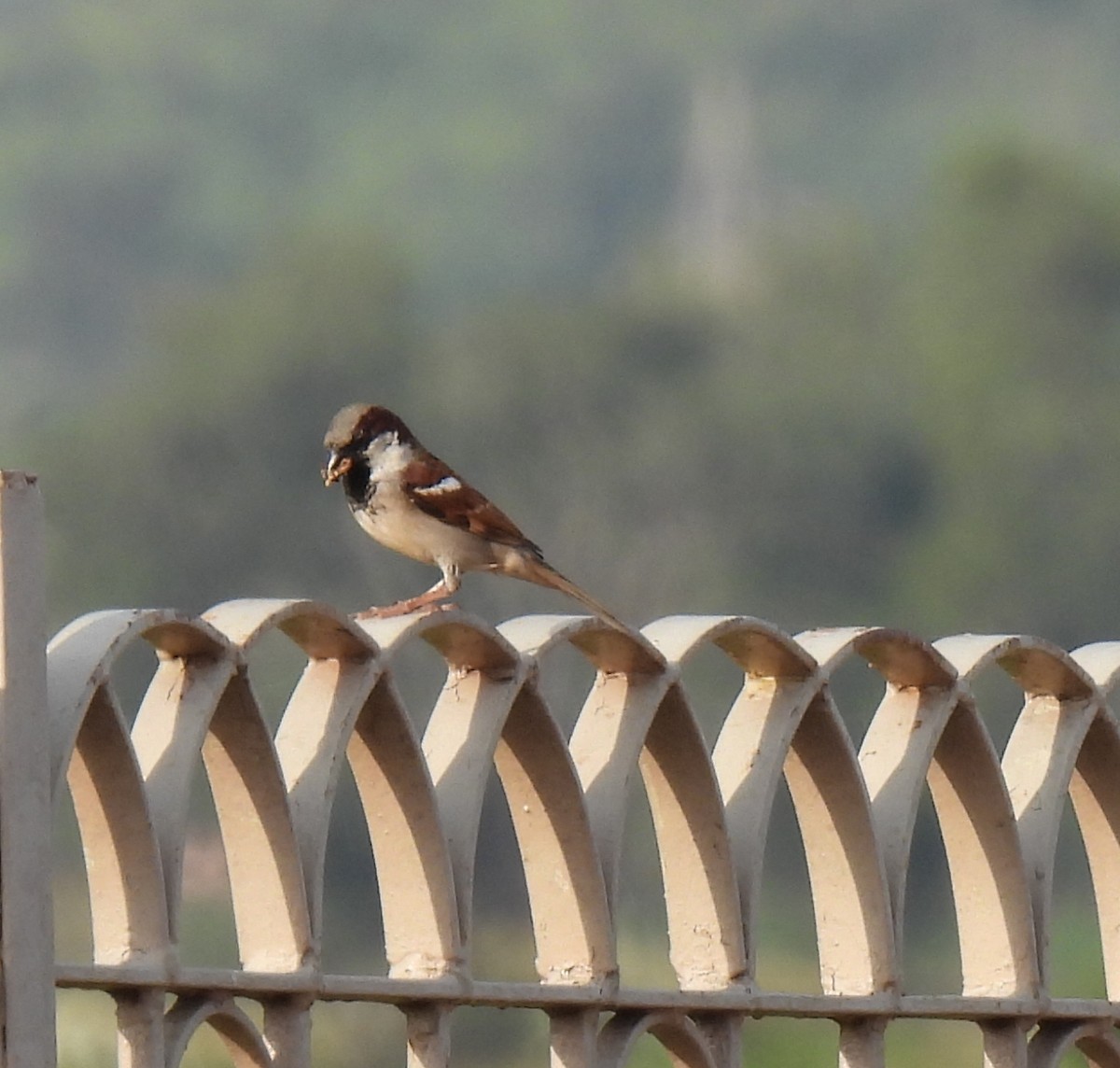 House Sparrow - ML624018271