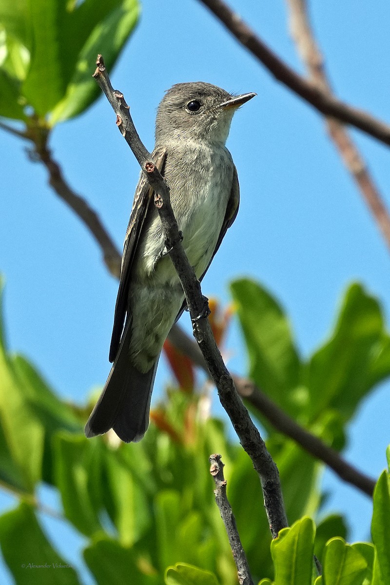 Western Wood-Pewee - ML624018283