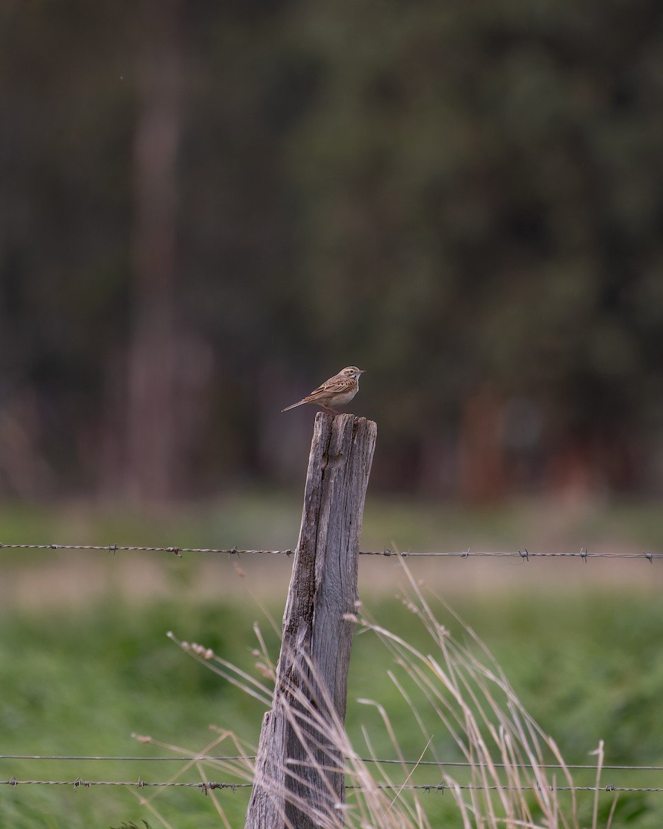 Australian Pipit - Ben Johns