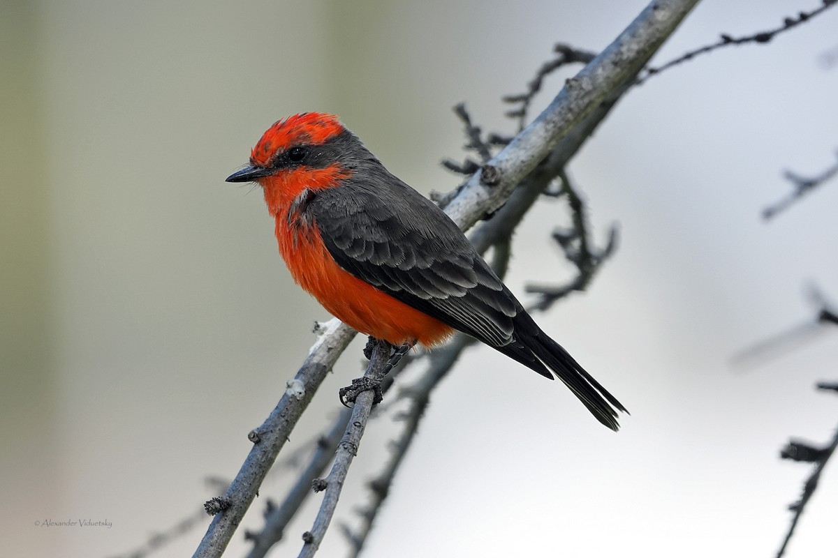 Vermilion Flycatcher - ML624018290