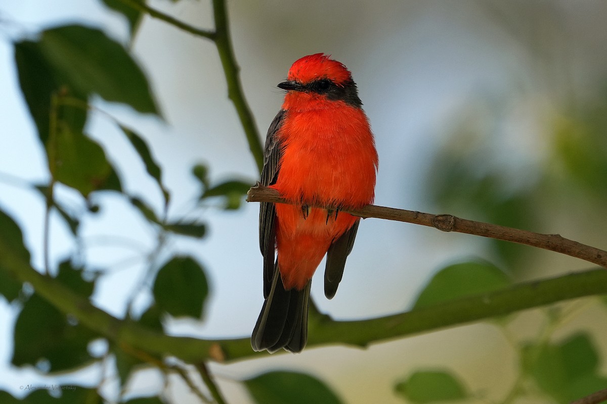 Vermilion Flycatcher - ML624018291