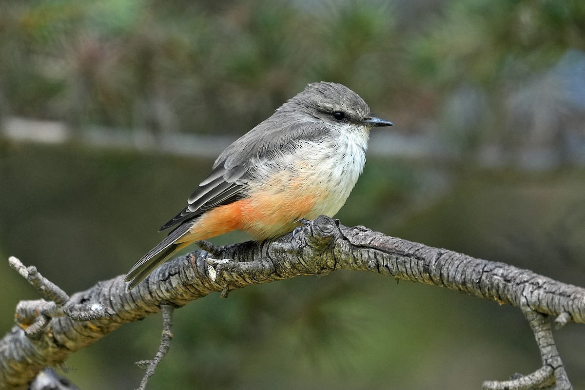 Vermilion Flycatcher - ML624018292