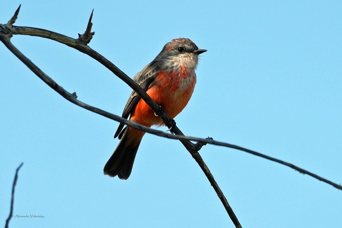 Vermilion Flycatcher - ML624018293