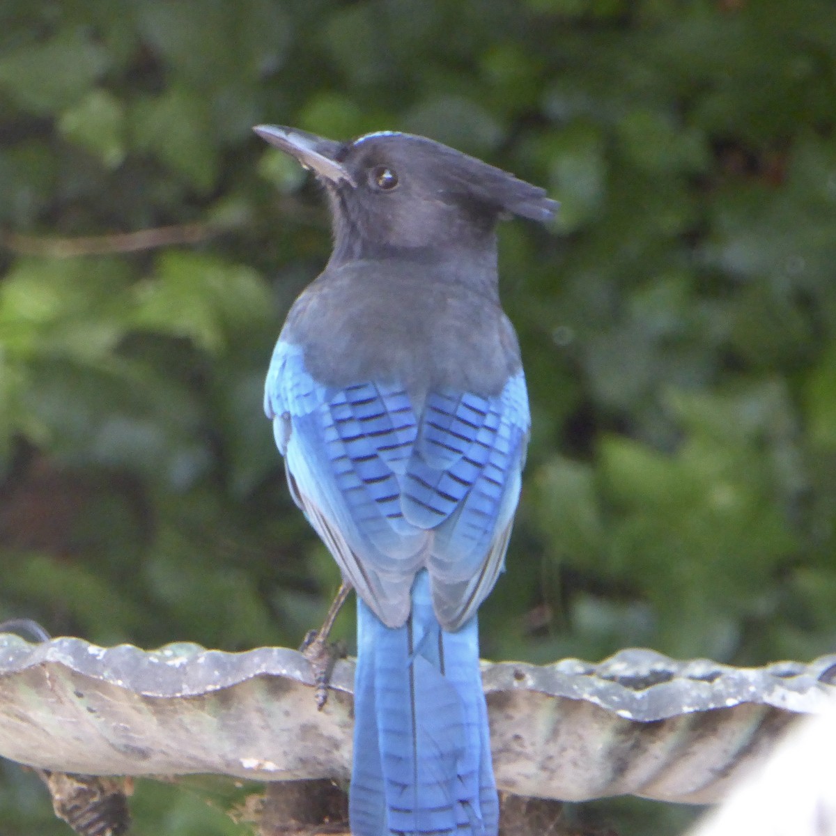 Steller's Jay (Coastal) - ML624018295