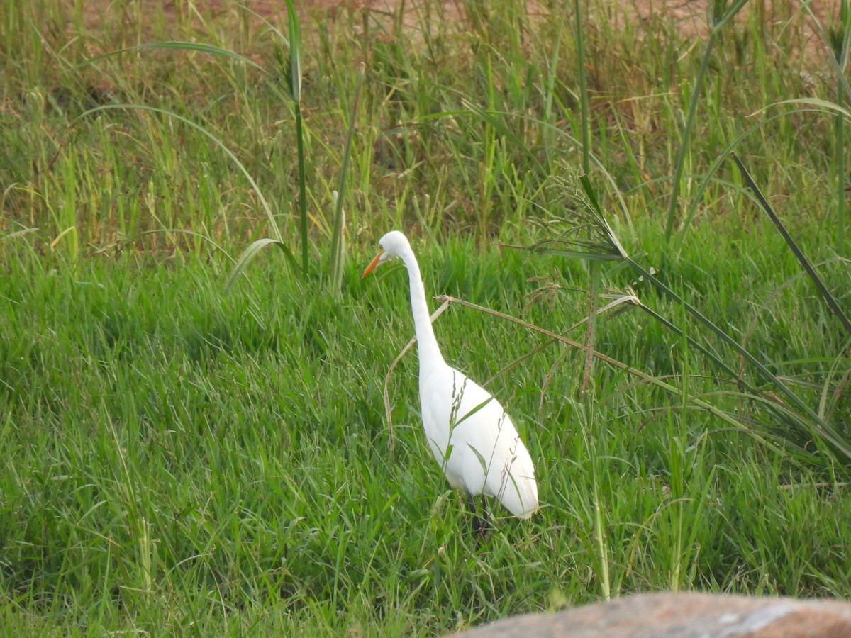 Medium Egret - ML624018296