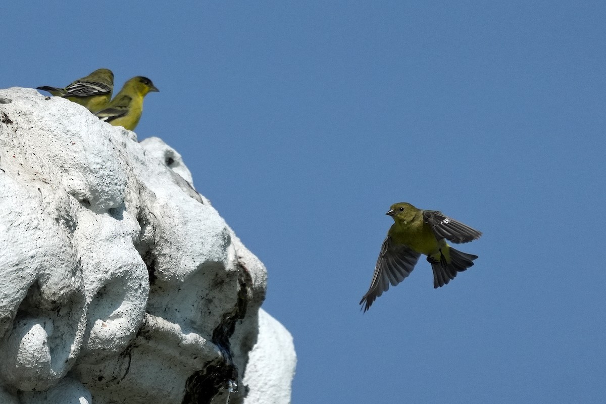 Lesser Goldfinch - Alexander Viduetsky