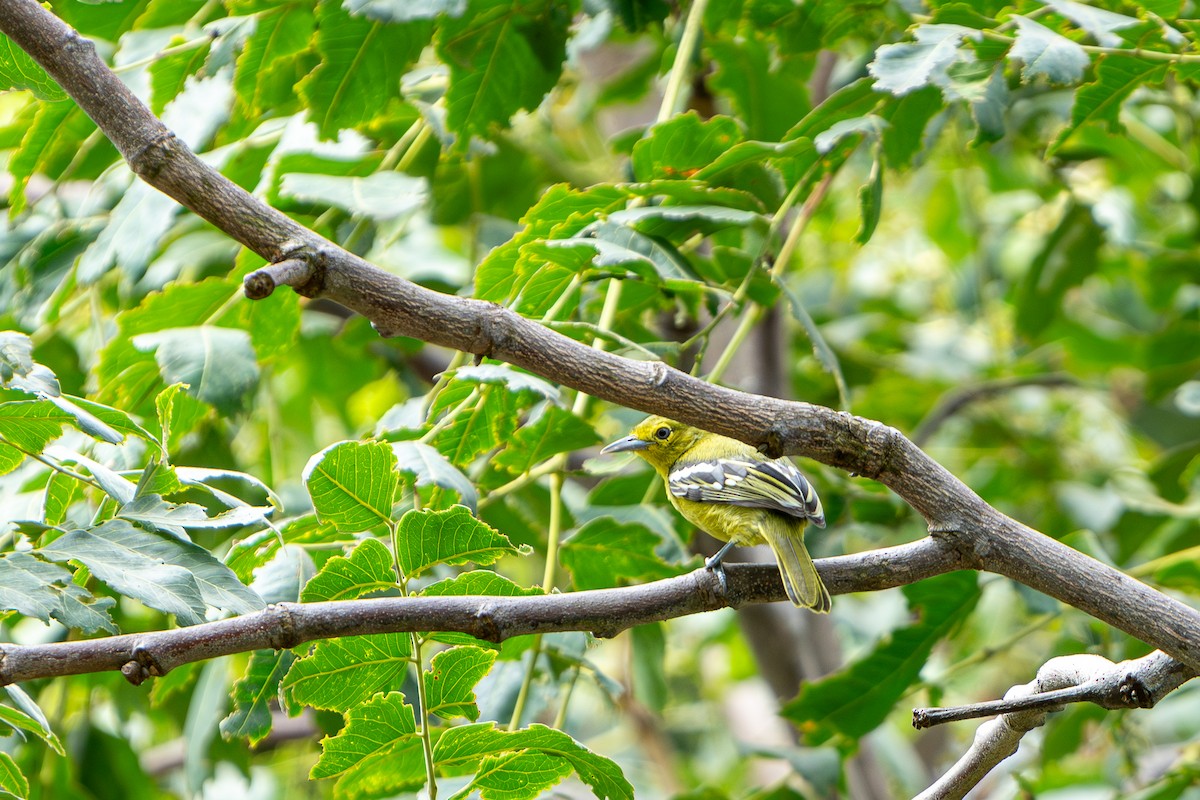 Common Iora - ML624018298