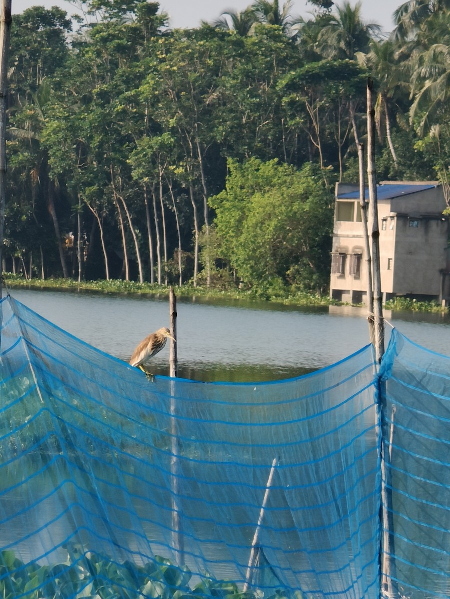 Indian Pond-Heron - ML624018305