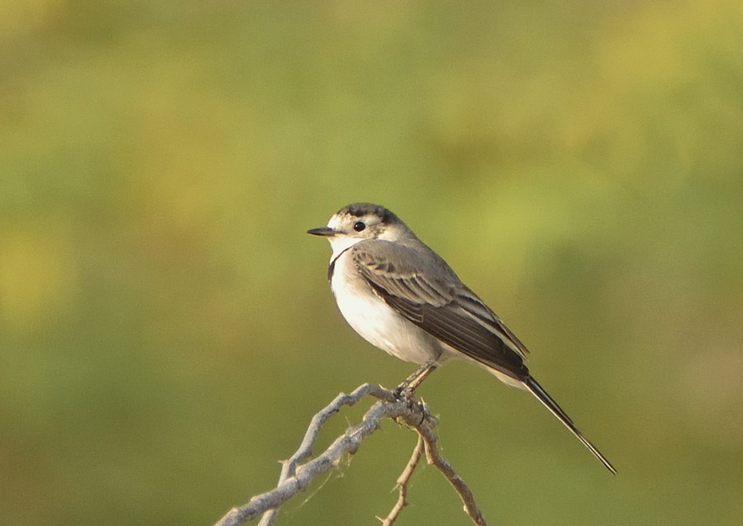 White Wagtail (White-faced) - ML624018306