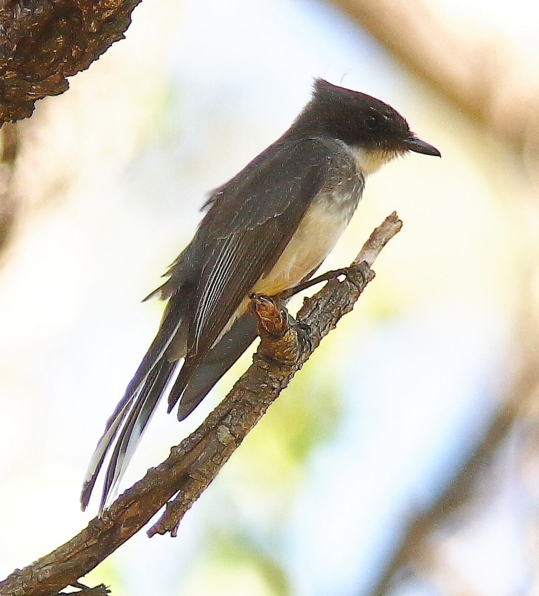 Northern Fantail (Northern) - ML624018308