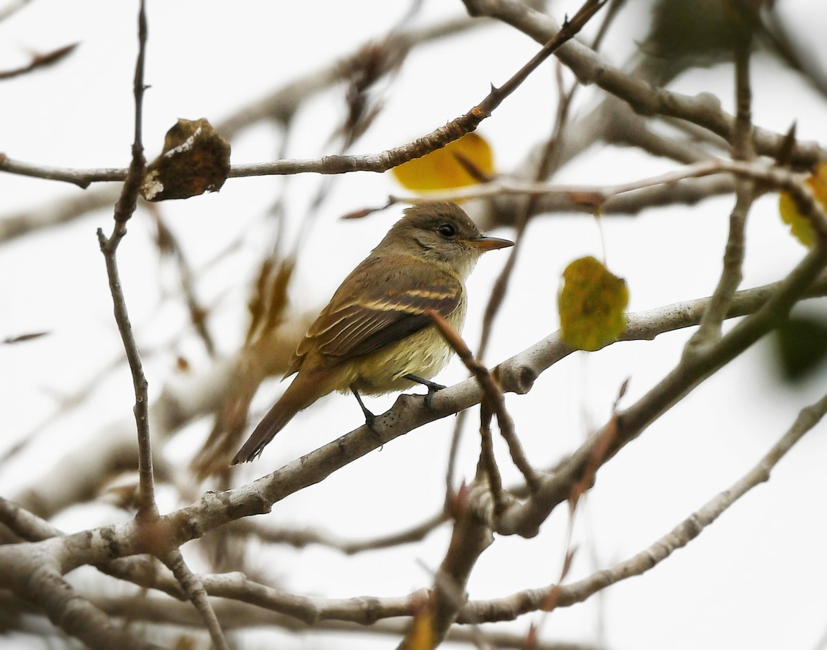 Willow Flycatcher - Caleb P.