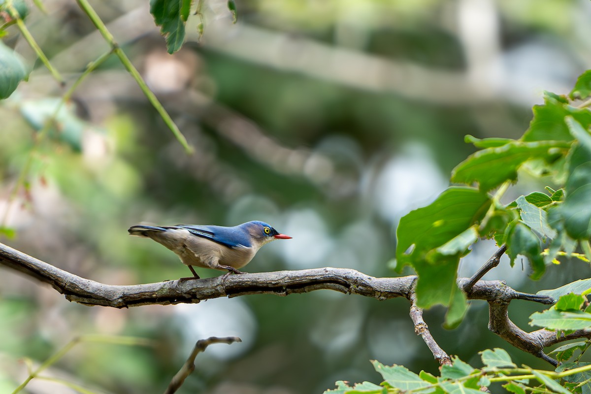 Velvet-fronted Nuthatch - ML624018321