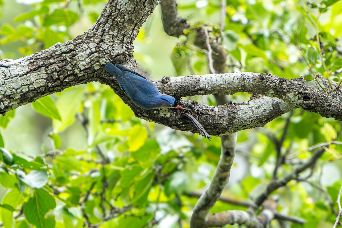 Velvet-fronted Nuthatch - ML624018322