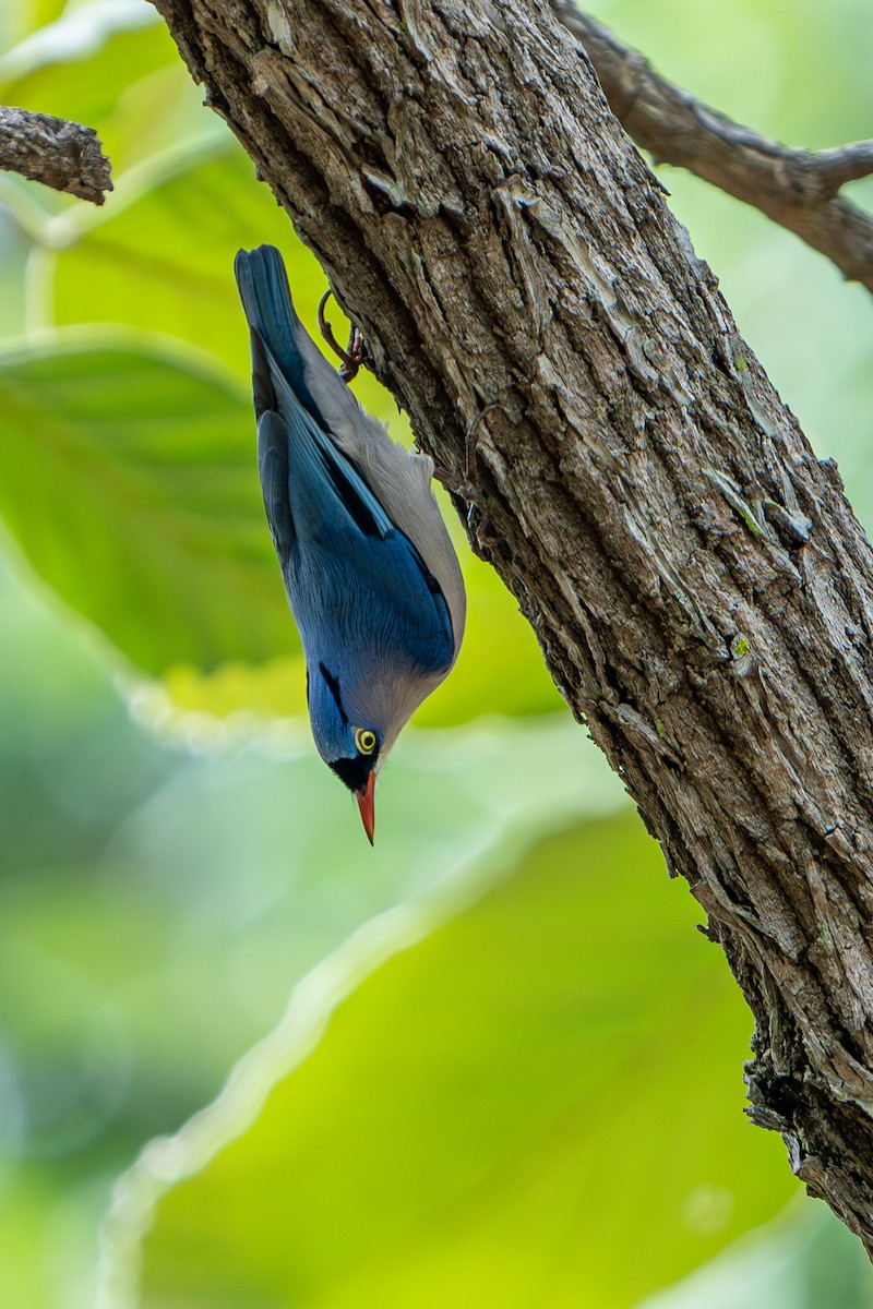 Velvet-fronted Nuthatch - ML624018323