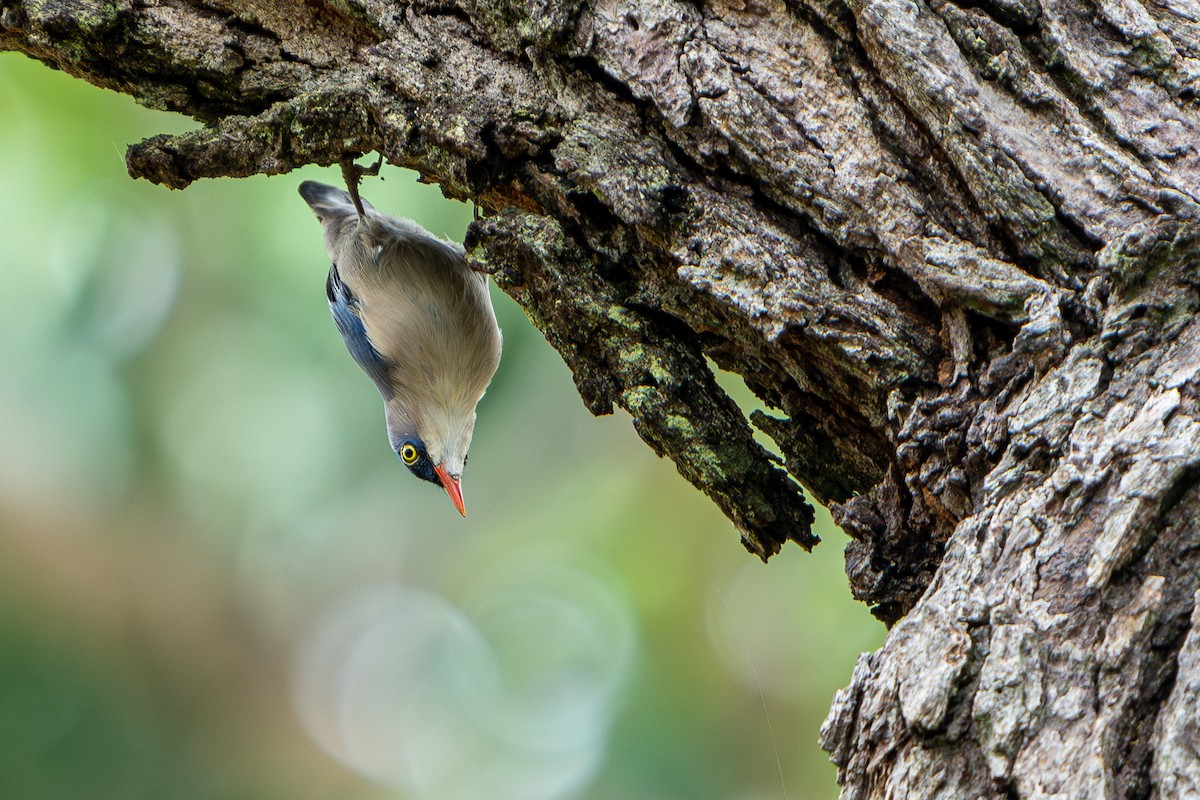 Velvet-fronted Nuthatch - ML624018324