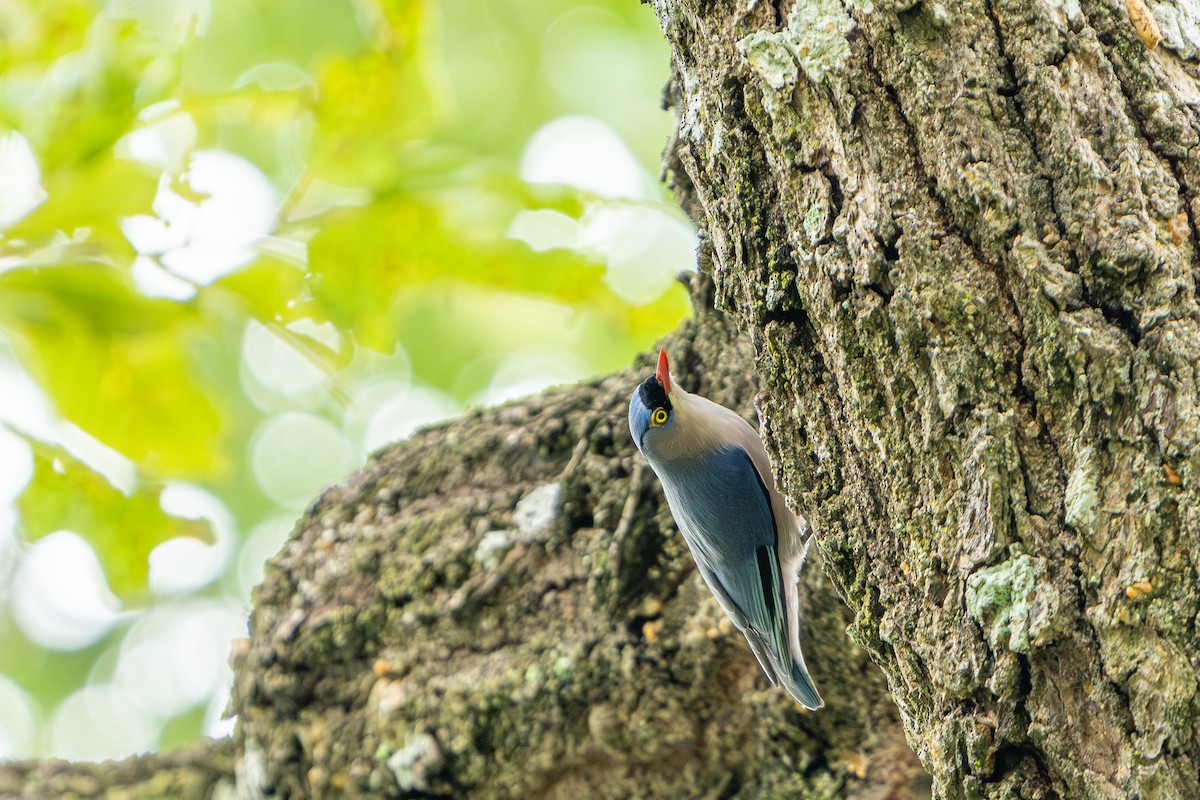 Velvet-fronted Nuthatch - ML624018325