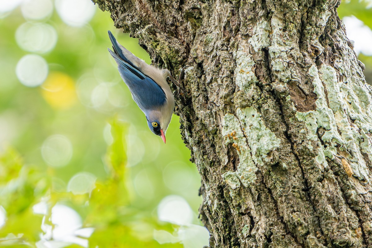 Velvet-fronted Nuthatch - ML624018326