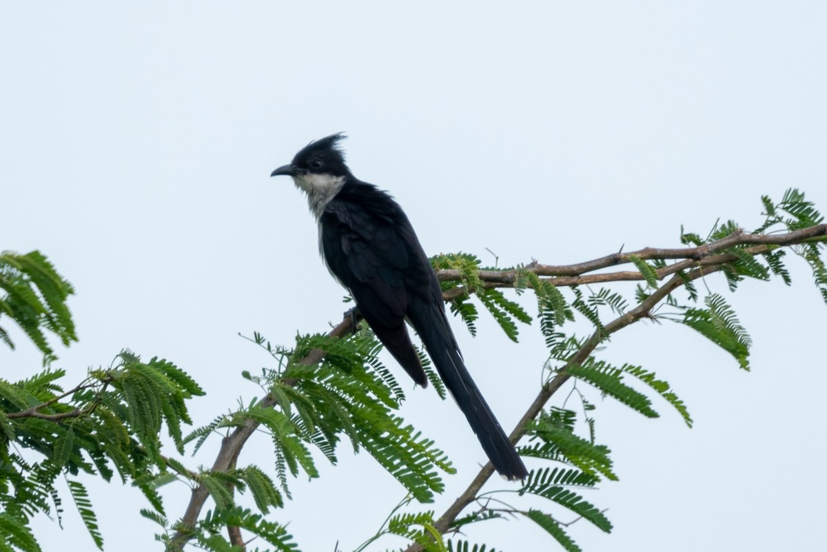 Pied Cuckoo - ML624018330