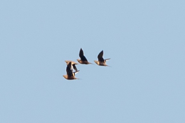 Chestnut-bellied Sandgrouse - ML624018331