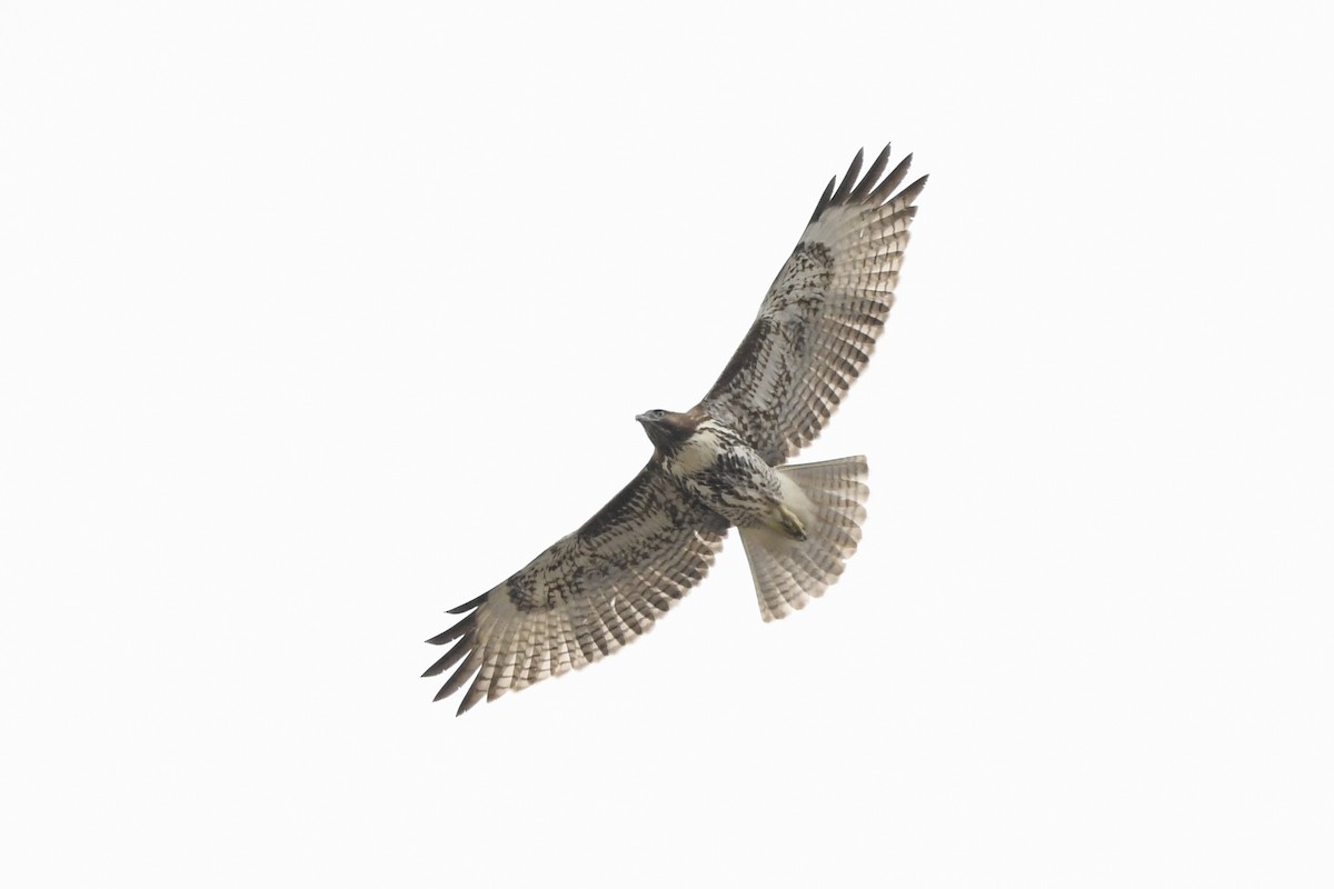 Red-tailed Hawk - ML624018337