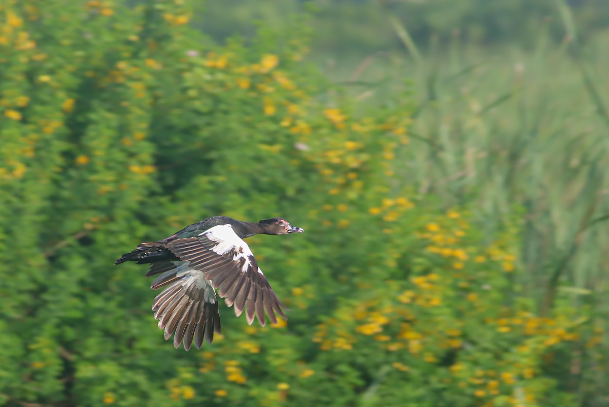 Muscovy Duck - ML624018346