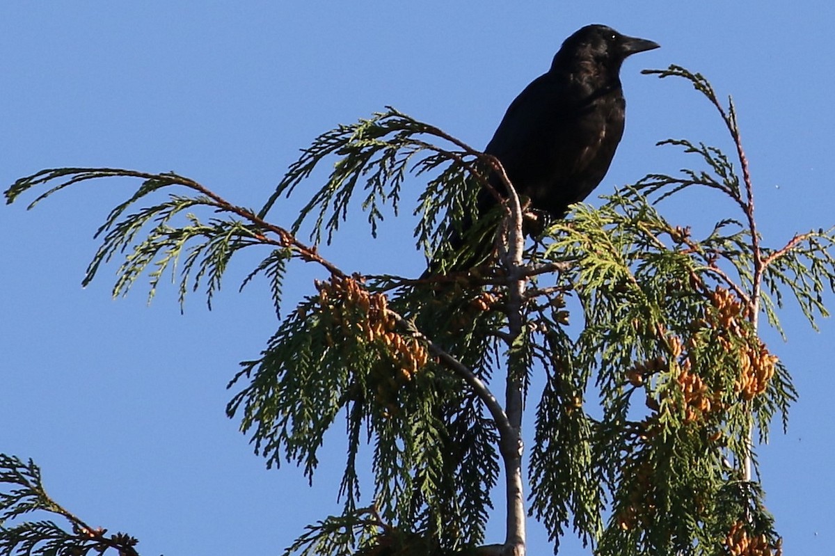 American Crow - John F. Gatchet