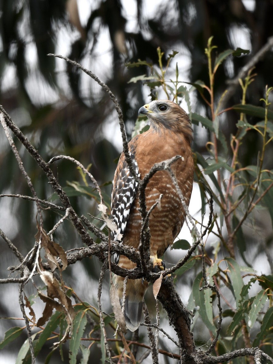 Red-shouldered Hawk - ML624018356