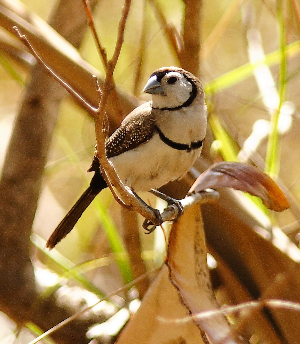 Double-barred Finch - ML624018367