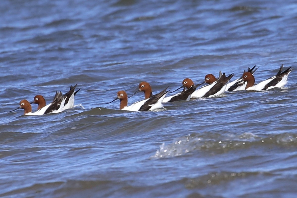 Red-necked Avocet - ML624018371