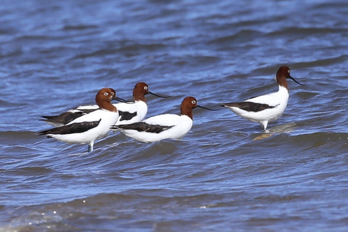 Red-necked Avocet - ML624018372