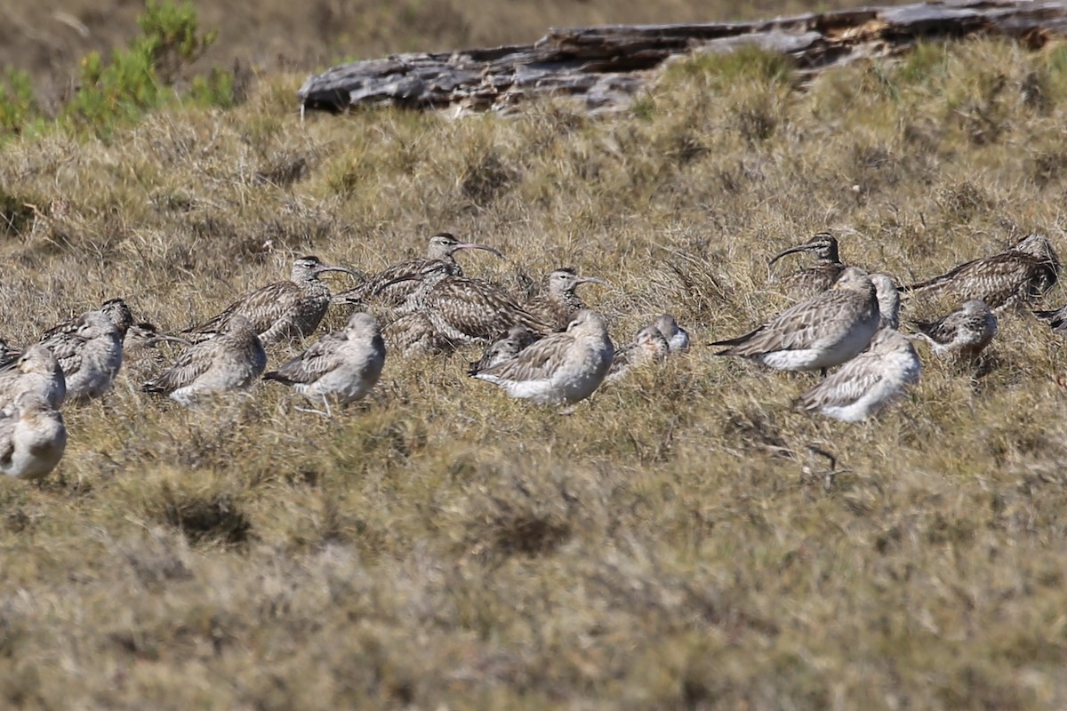 チュウシャクシギ（variegatus） - ML624018379