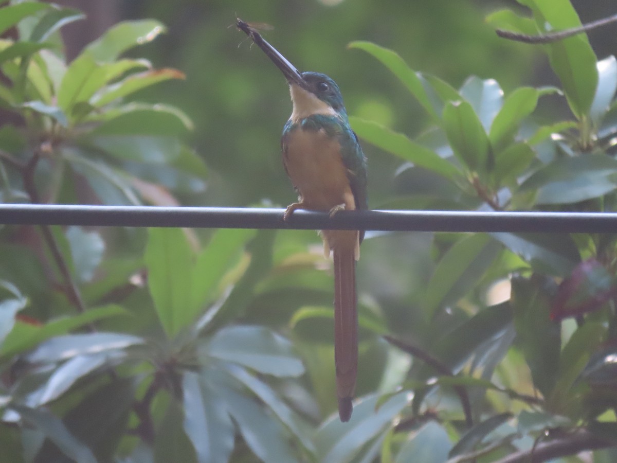 Rufous-tailed Jacamar - ML624018380