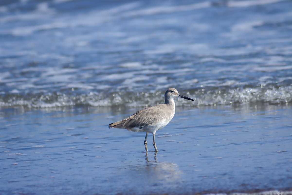 Willet - ML624018381