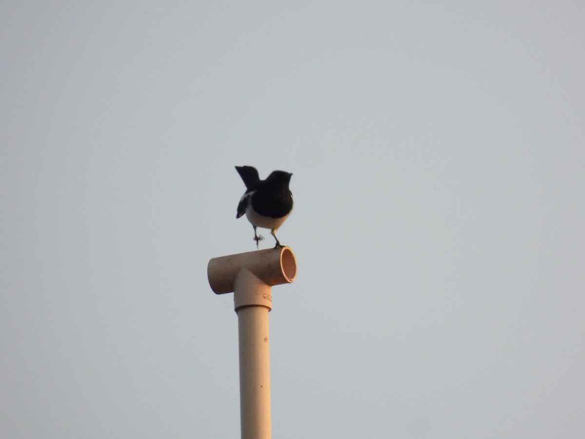 Oriental Magpie-Robin - ML624018382