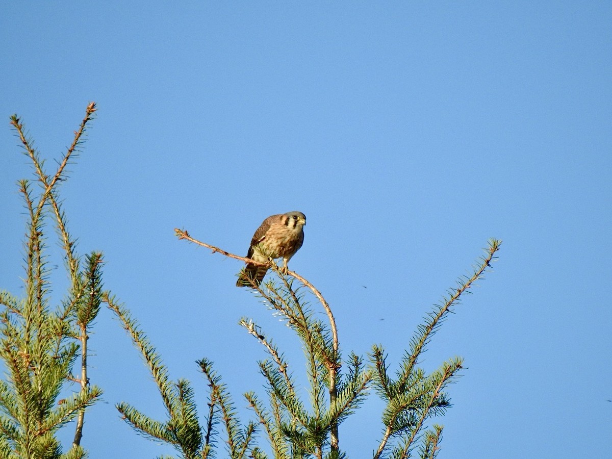 American Kestrel (Northern) - Stephen Bailey