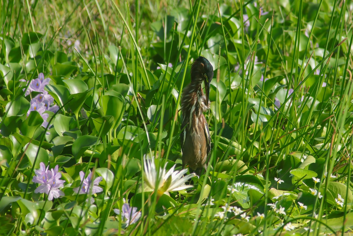 Green Heron - ML624018390