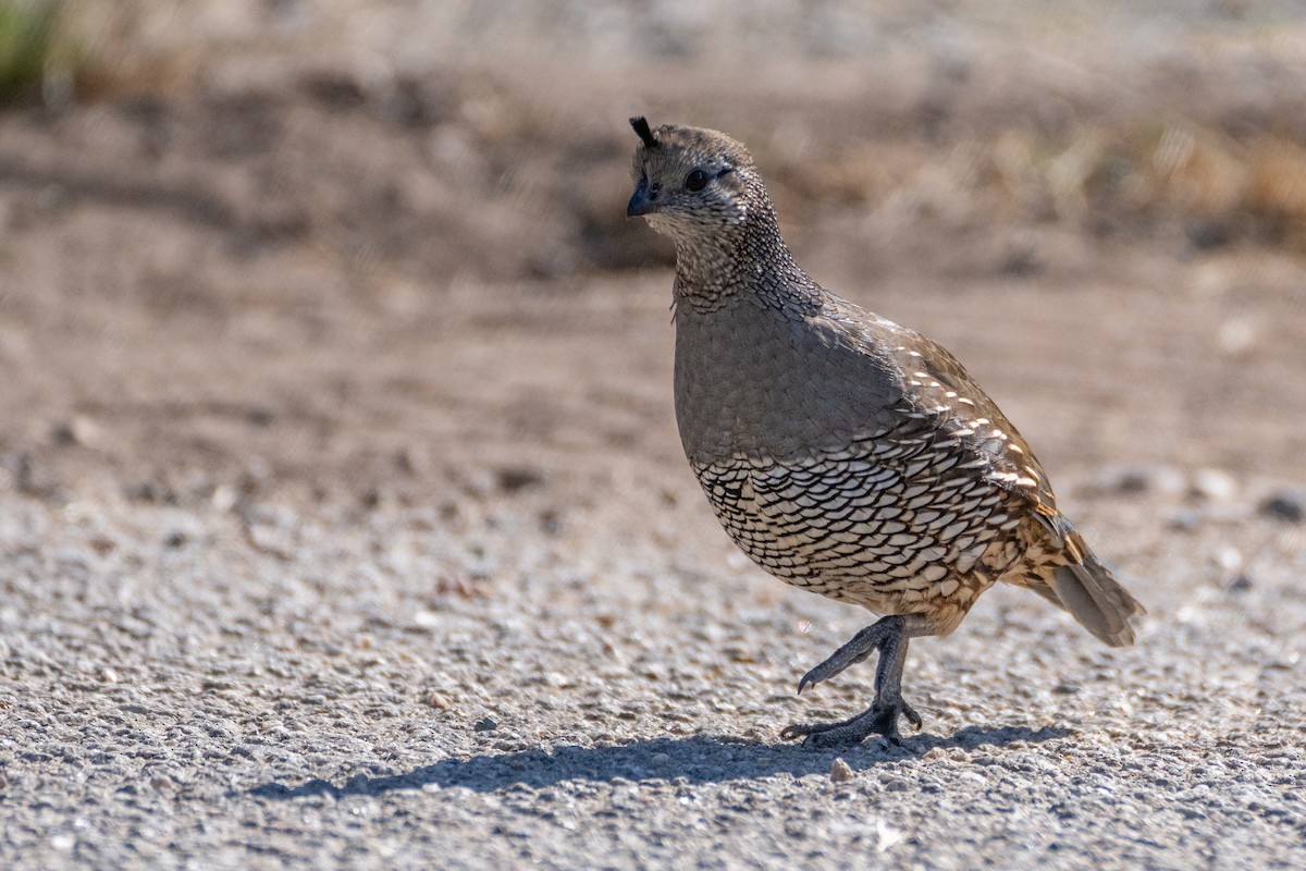 Galeper kaliforniarra - ML624018397