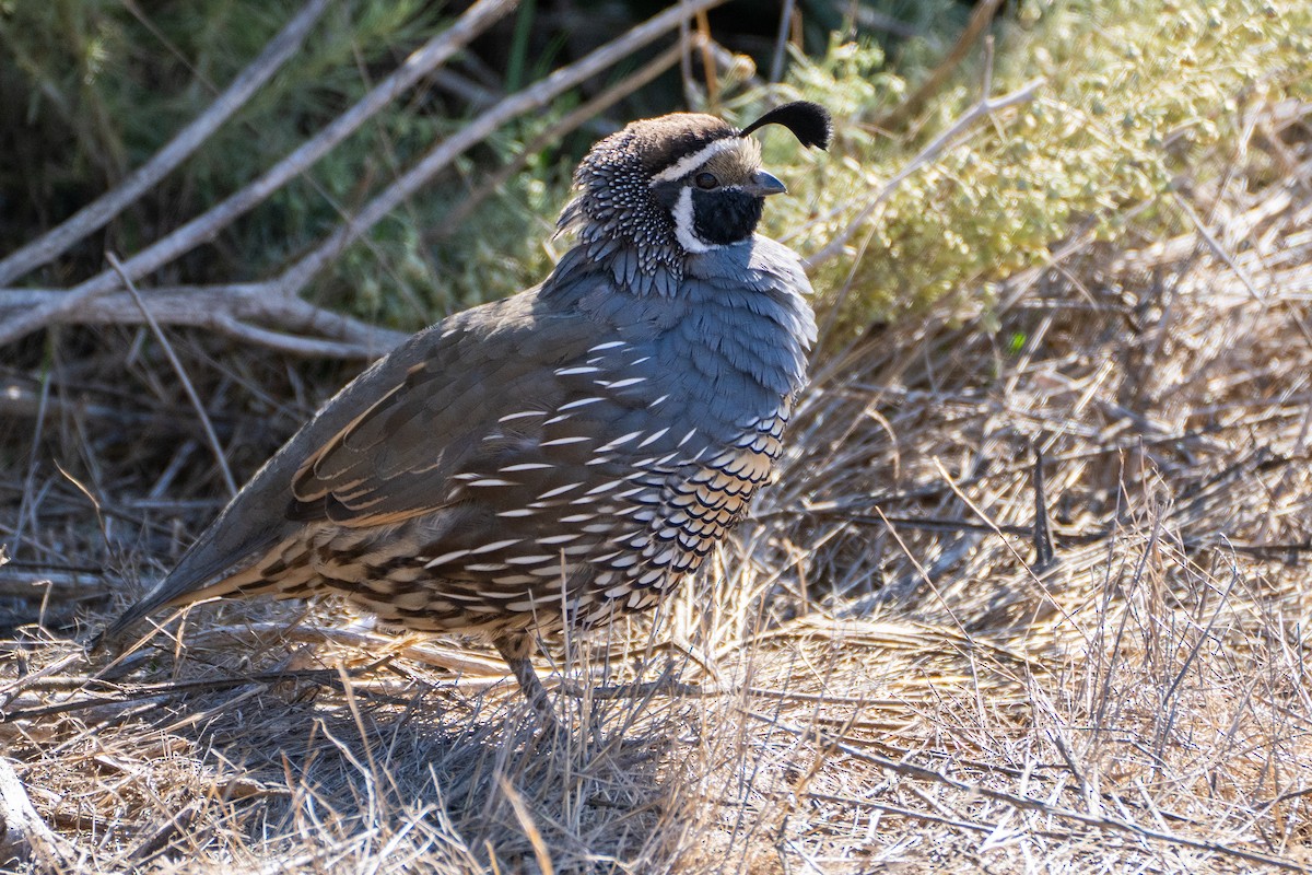 Galeper kaliforniarra - ML624018398