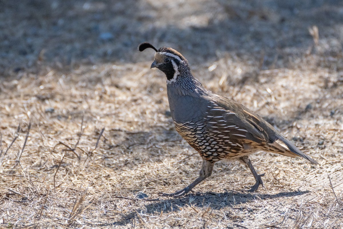 Galeper kaliforniarra - ML624018399