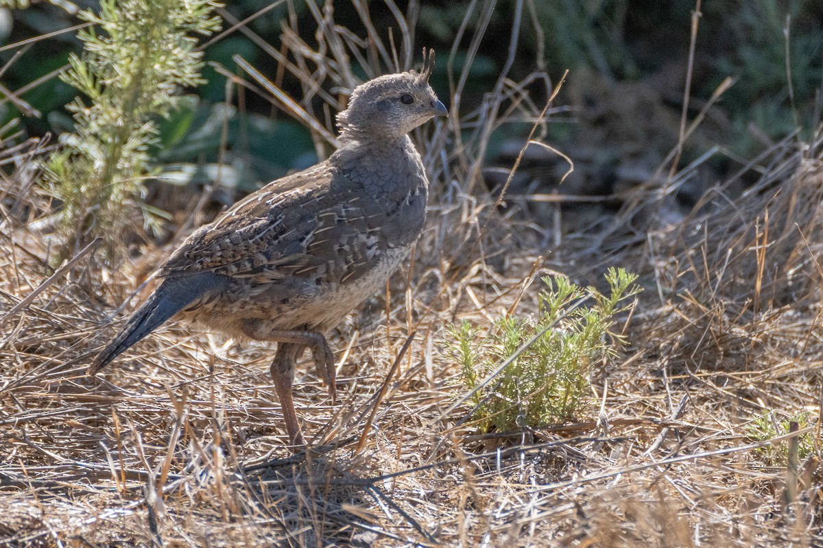 Galeper kaliforniarra - ML624018400