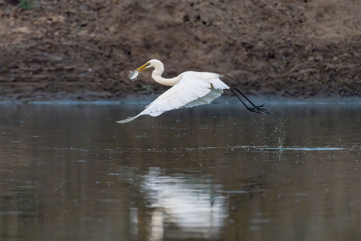 Great Egret - Vivek Saggar