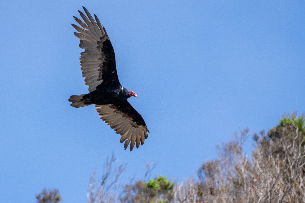 Turkey Vulture - ML624018408