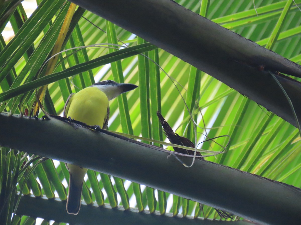 Boat-billed Flycatcher - ML624018409