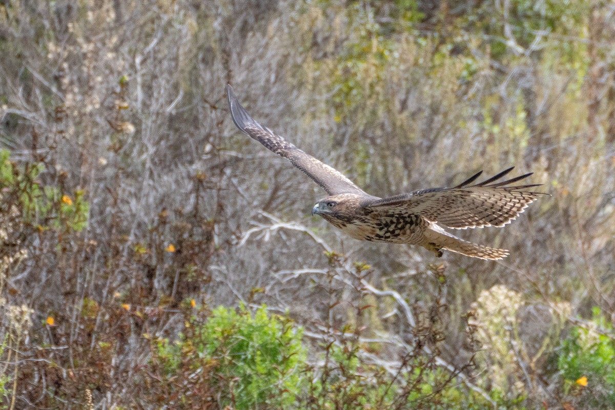 Red-tailed Hawk - Alexander Yan