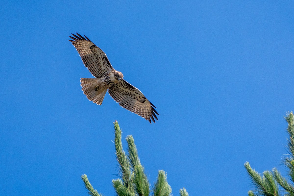 Red-tailed Hawk - Alexander Yan