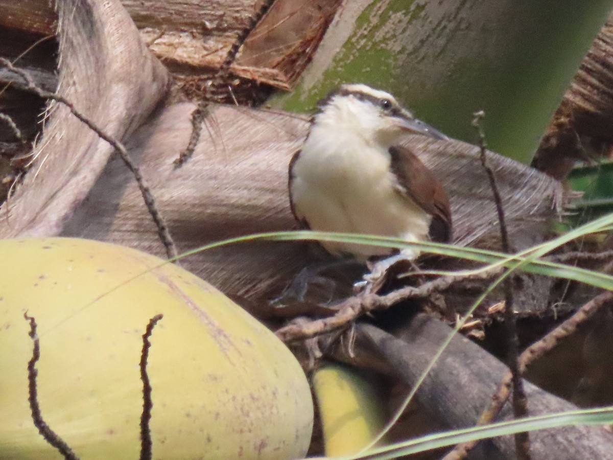 Bicolored Wren - ML624018427