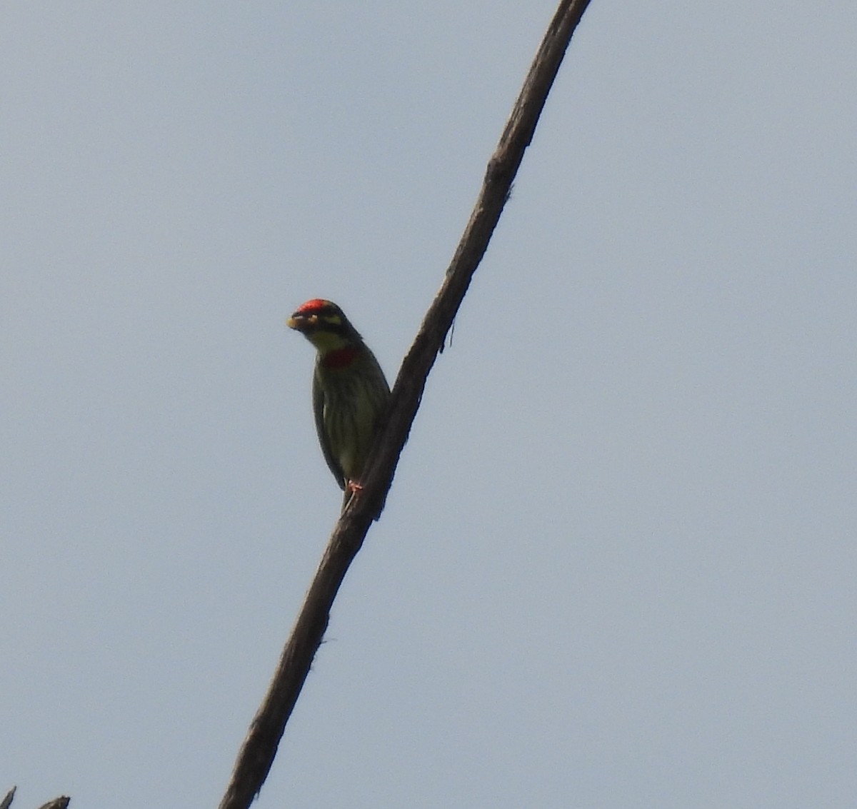 Coppersmith Barbet - ML624018428